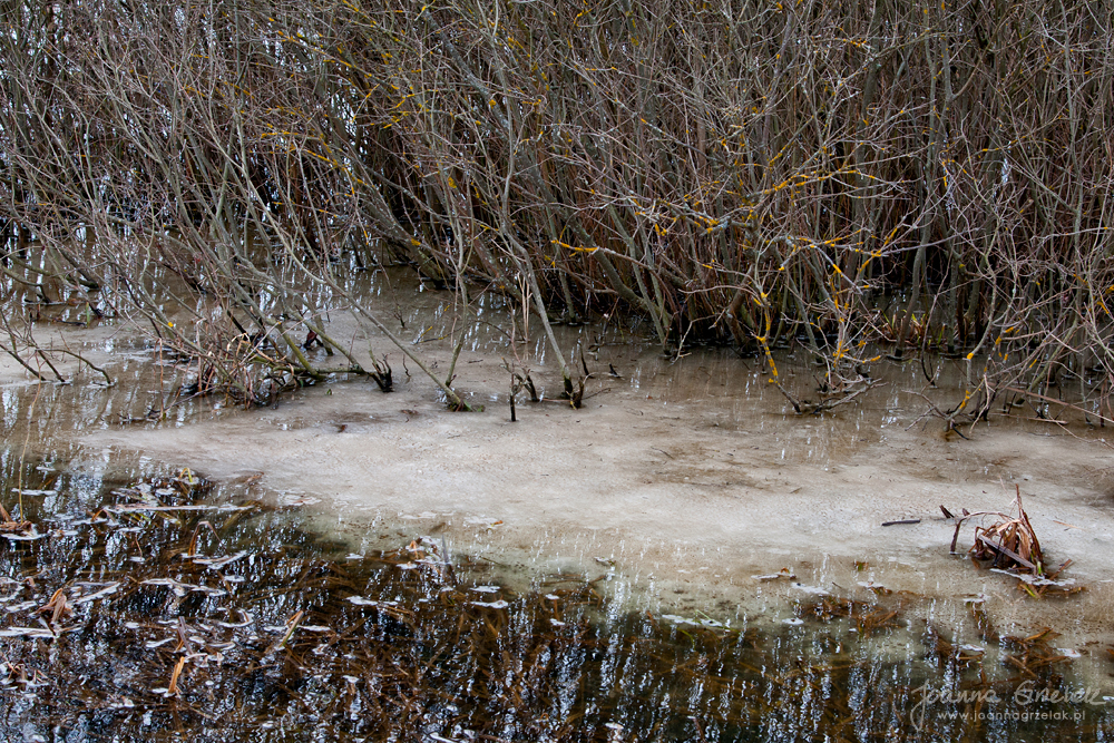 016_Biebrza - kwiecien 2013.jpg